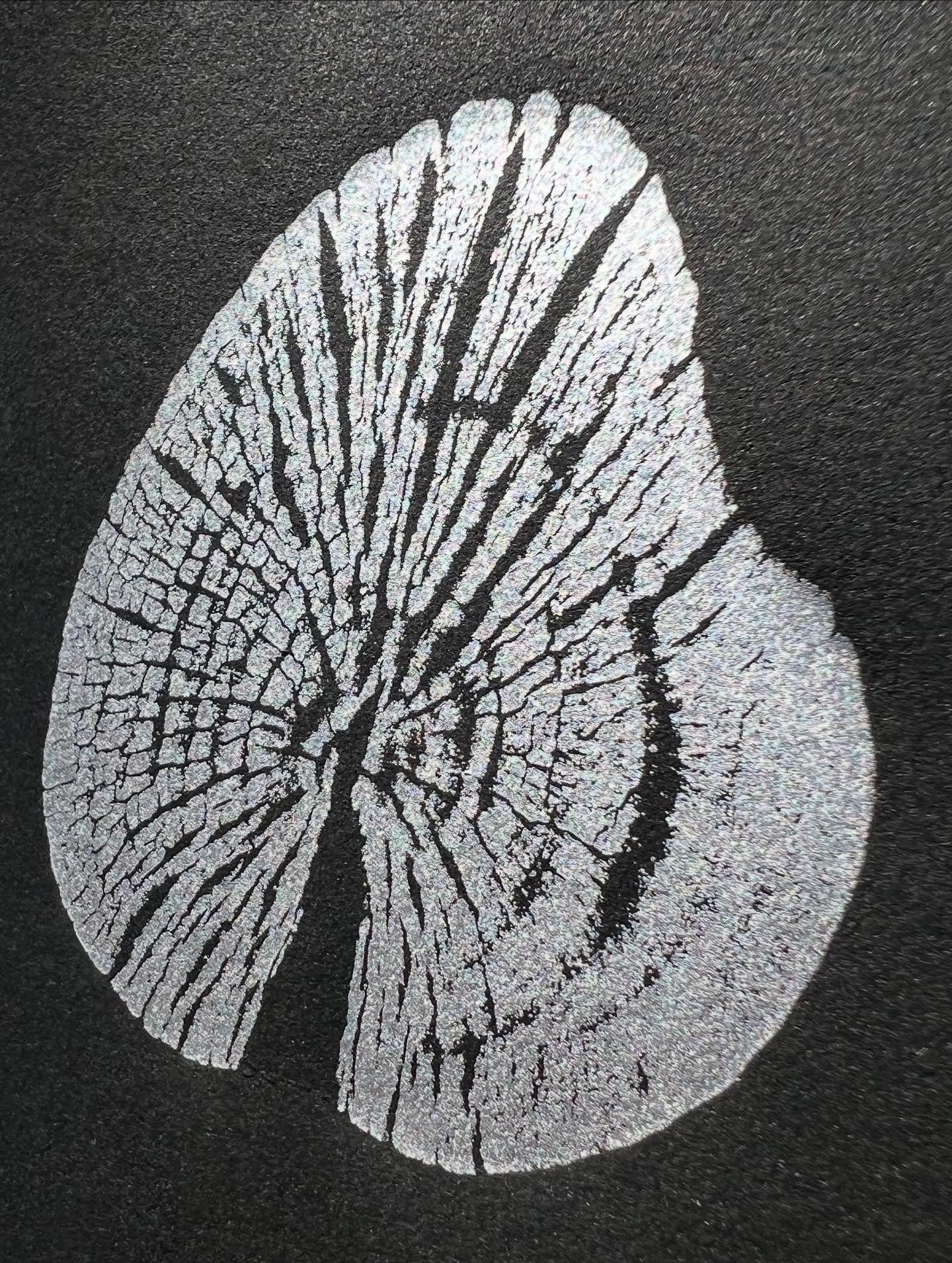 Beech - Napier, New Zealand