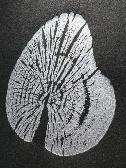 Beech - Napier, New Zealand