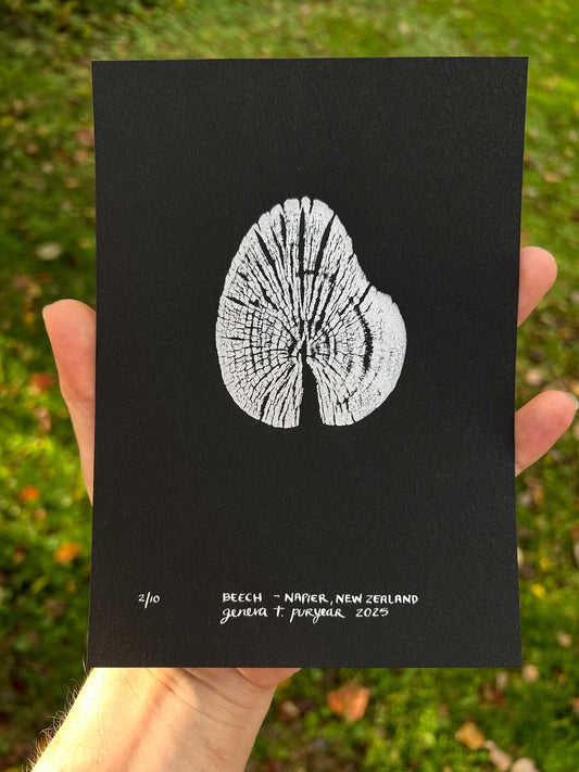 Beech - Napier, New Zealand