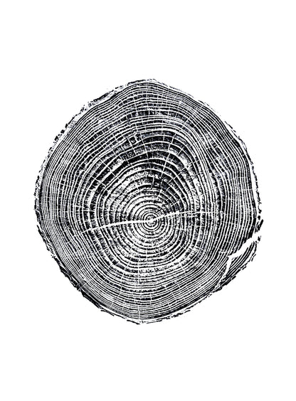 Helene Pine - Bee Tree Road, Swannanoa, NC