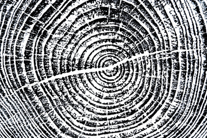 Helene Pine - Bee Tree Road, Swannanoa, NC