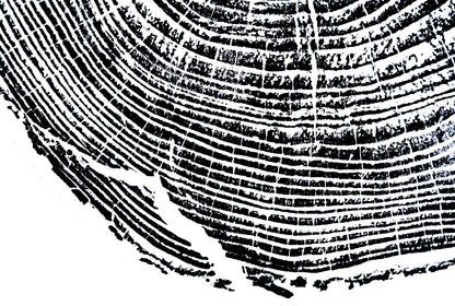 Helene Pine - Bee Tree Road, Swannanoa, NC