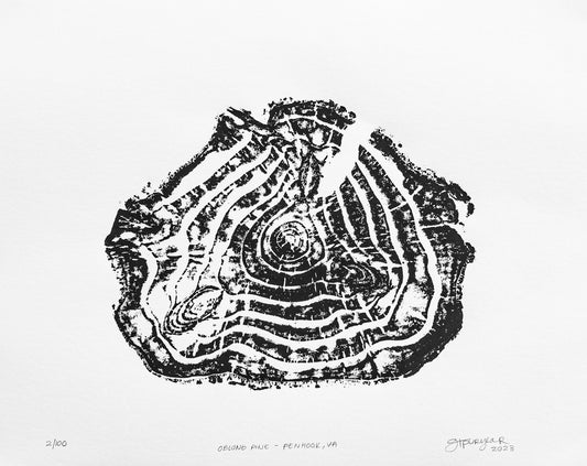 Oblong Pine - Penhook, VA