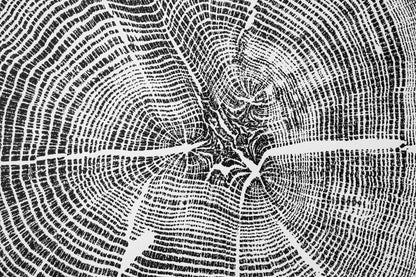 White Oak - Spartanburg, SC