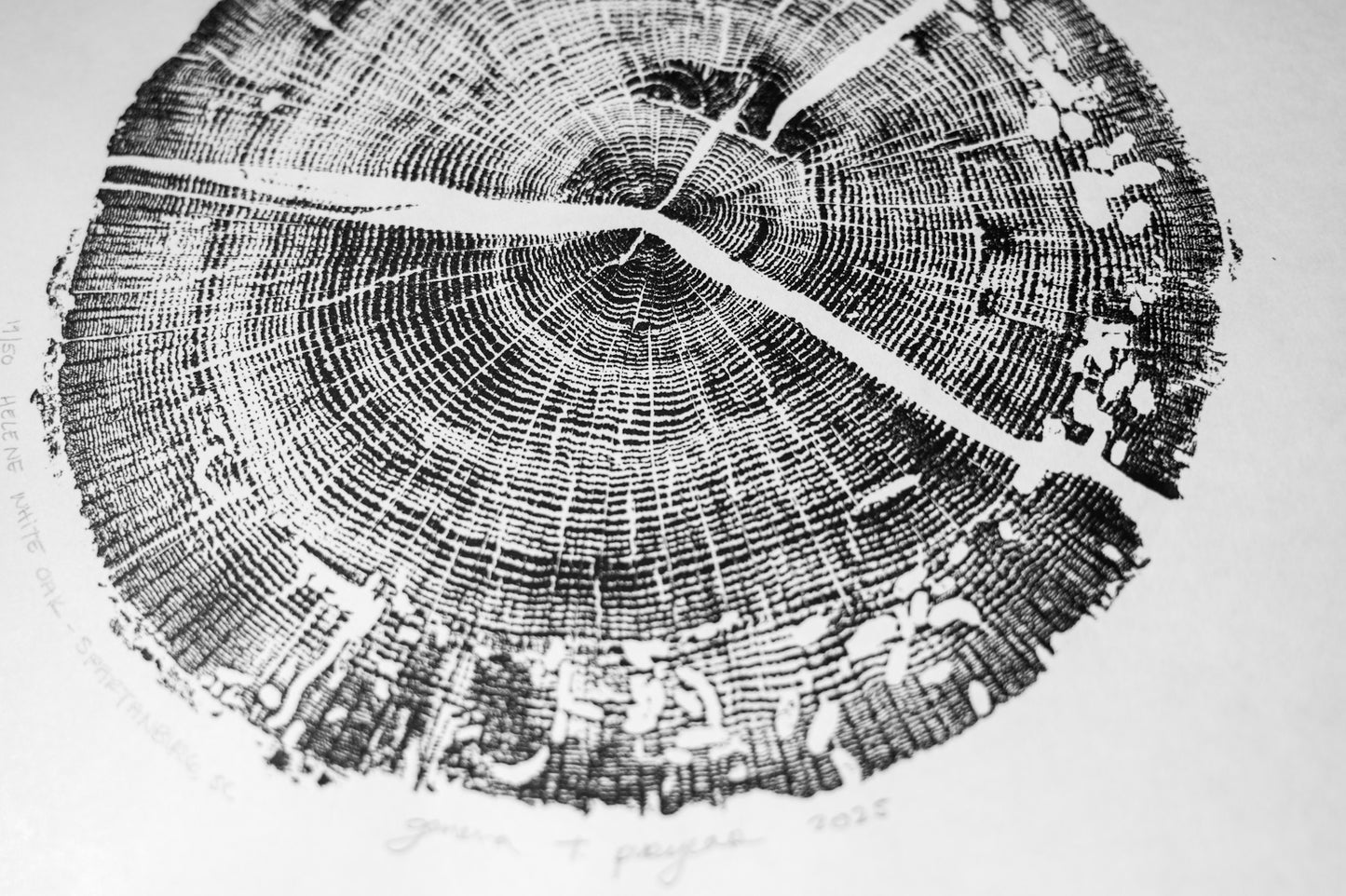 Helene White Oak - Spartanburg, SC | Original Tree Ring Print