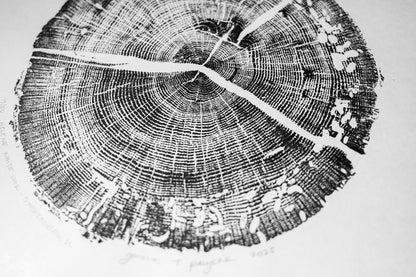 Helene White Oak - Spartanburg, SC | Original Tree Ring Print