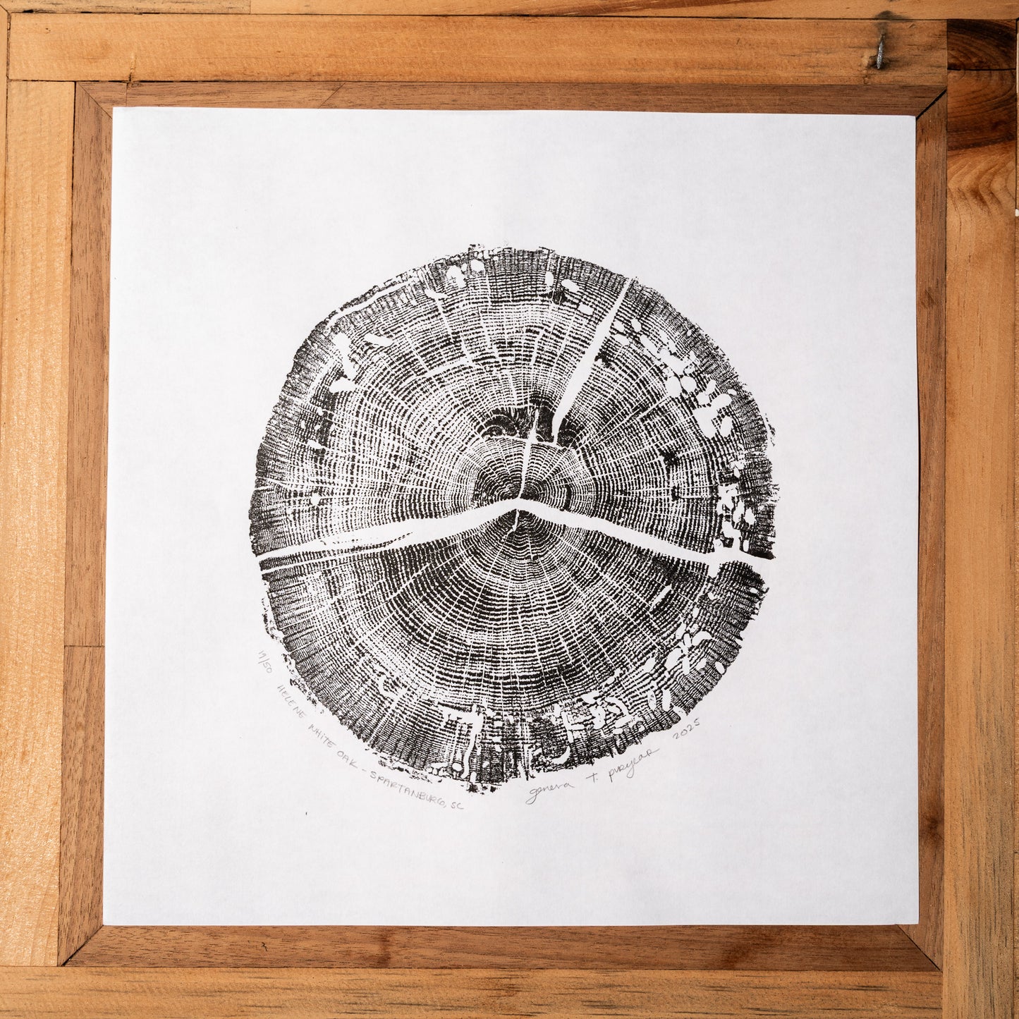 Helene White Oak - Spartanburg, SC | Original Tree Ring Print