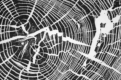 Heart of Helene Poplar - Black Mountain, NC | Original Tree Ring Block Print